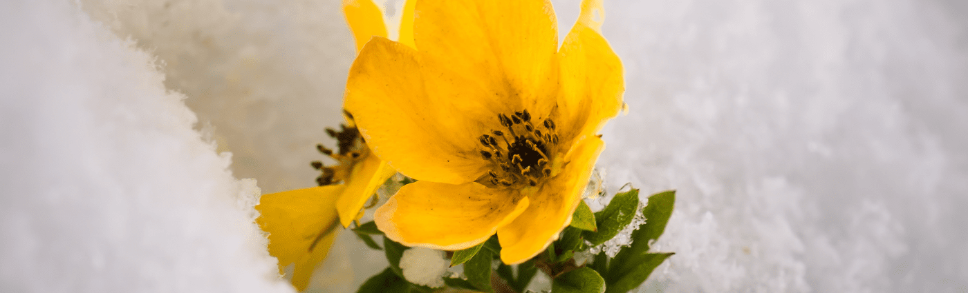 Despite the collective experience, the snow begins to melt, the weather warms, and some early greenery can usually be seen at this time of year, right before it is unceremoniously buried under a fresh mountain of snow.